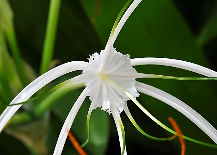 Amatao Tropical Willa